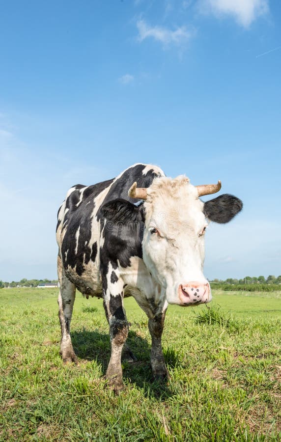 Horned black and white cow