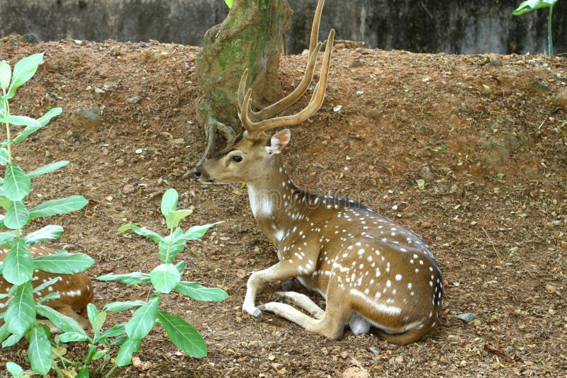 Horned deer