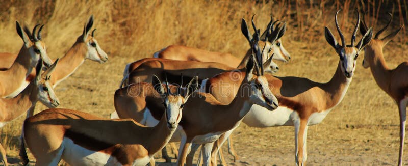 Horned family - Springbuck