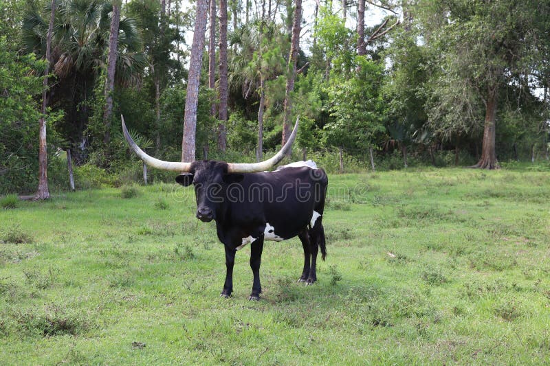 A beautiful horned female dairy cow standing in a pasture in SW Florida. A beautiful horned female dairy cow standing in a pasture in SW Florida.