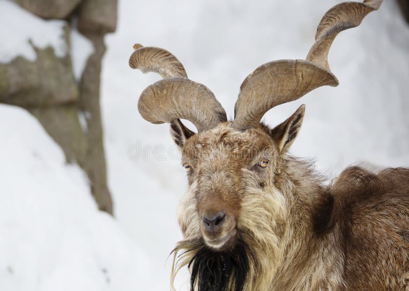 Horned goat or markhor stock image Horned goat or markhor stock image