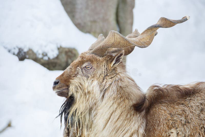 Horned goat or markhor