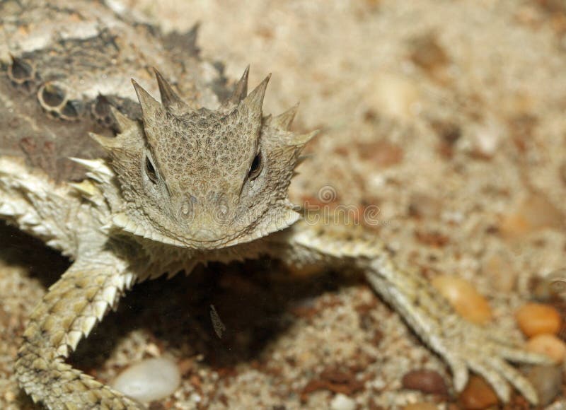 Texas Horned Lizard or Toad Stock Image Image of horns, mountain