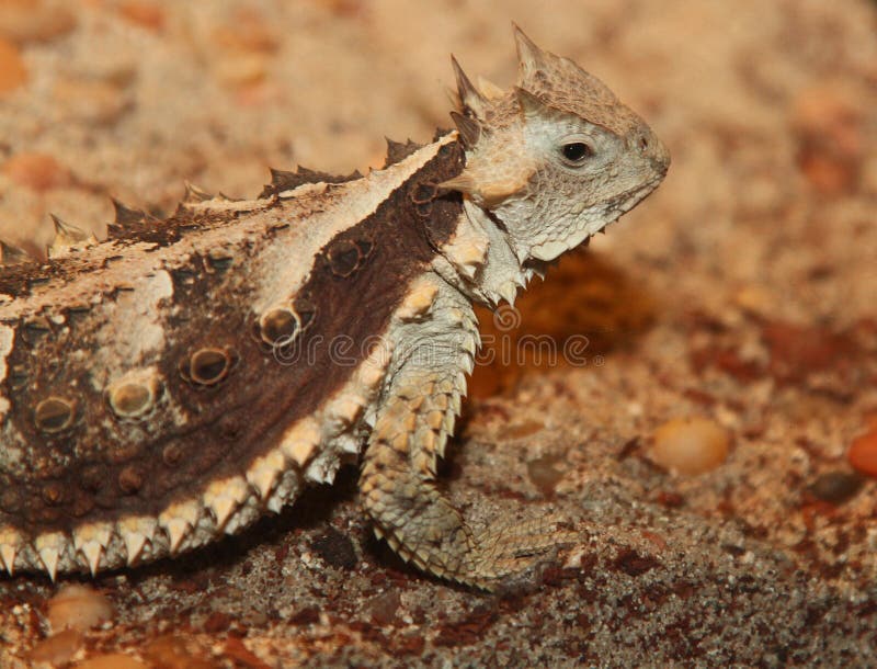 Horned Lizard