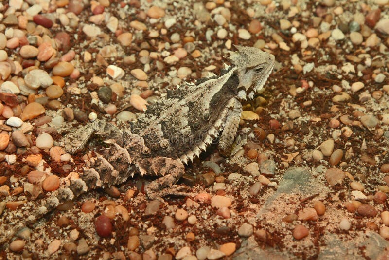 Horned Lizard