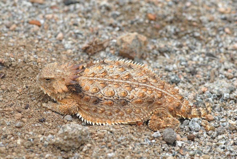 Texas Horned Lizard or Toad Stock Image Image of horns, mountain