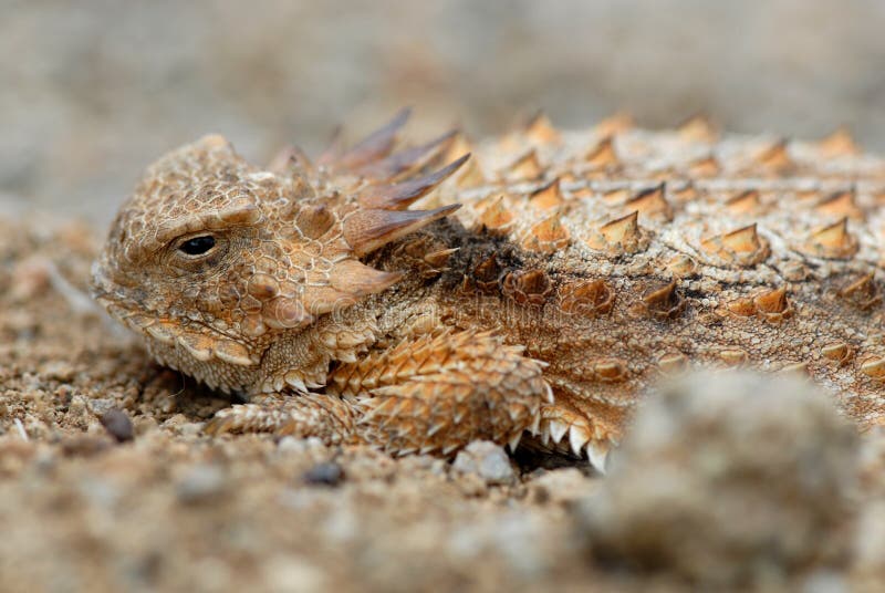 Horned Lizard stock images Horned Lizard stock images