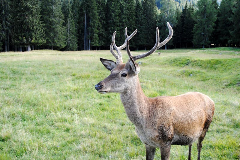 Horned male deer in mountain landscape