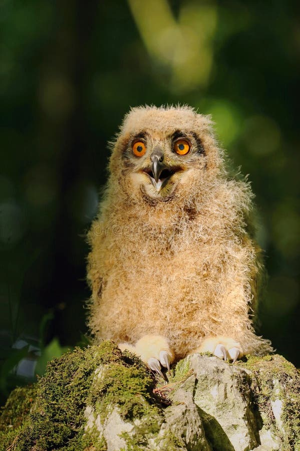 Horned owl baby stock photo. Image of eagle, killer, shrew 92753754