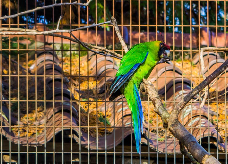 Horned Parakeet Sitting On A Tree Branch In The Aviary ...