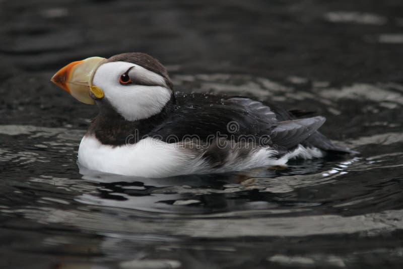 Horned Puffin - Alaska Sealife Center