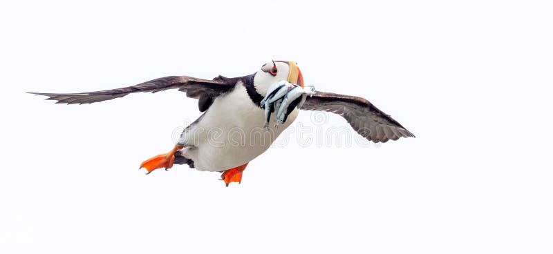 Horned puffin returning with fish