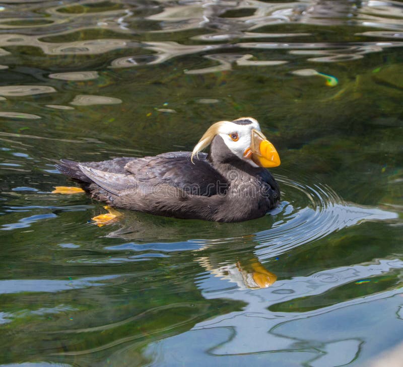 Horned puffin in water stock photography Horned puffin in water stock photography