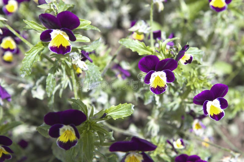 Horned Violet Viola Cornuta. Stock Image - Image of leaf, blooming ...