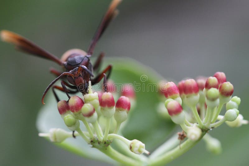 The Hornet is sucking sweet water from flowers for survival of life.