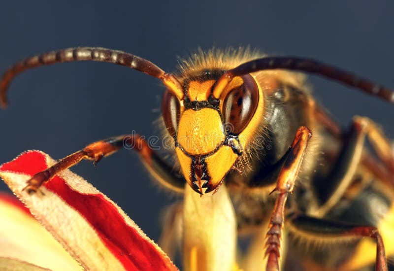 Hornet close up