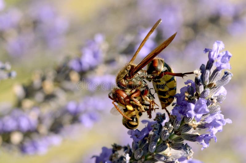 Hornet eating bee stock image. Image of hymenoptera, profile Biology Diagrams