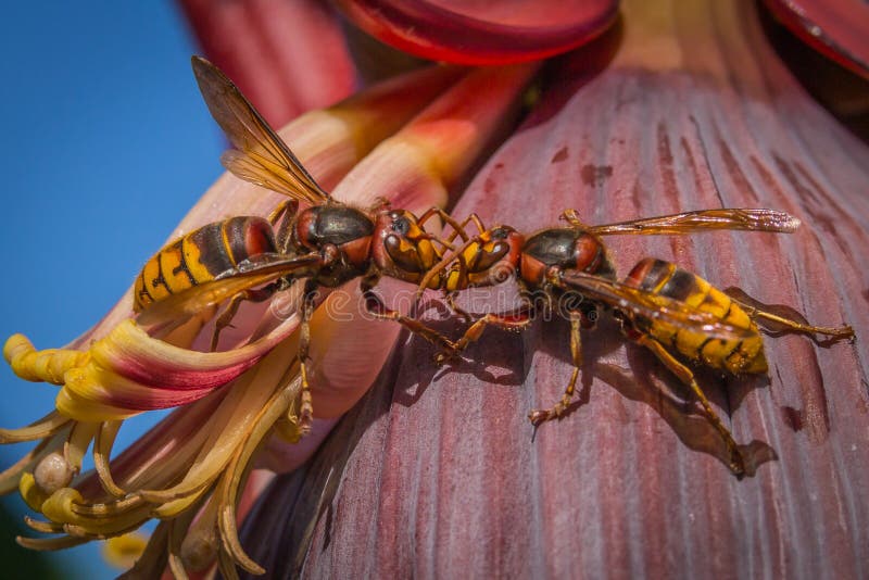 Hornets on flower of a banana tree.