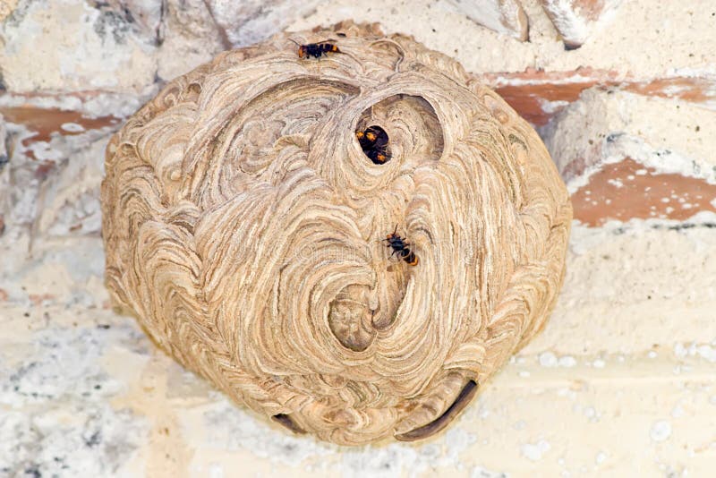 Hornet nest