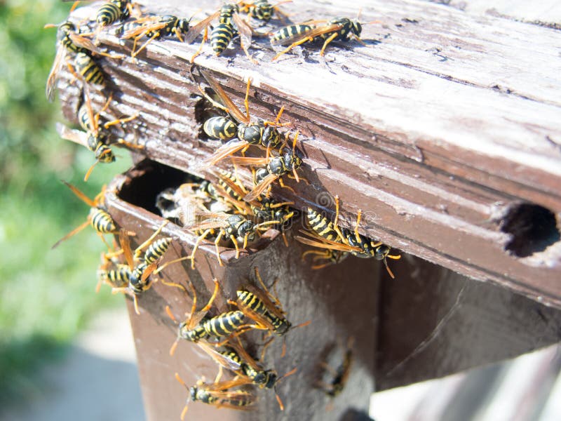 Hornet nest and hornets