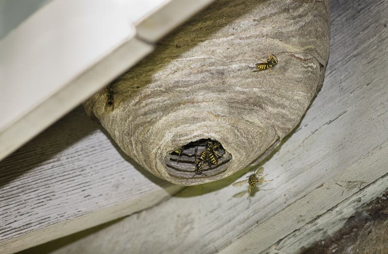 Hornet Nest