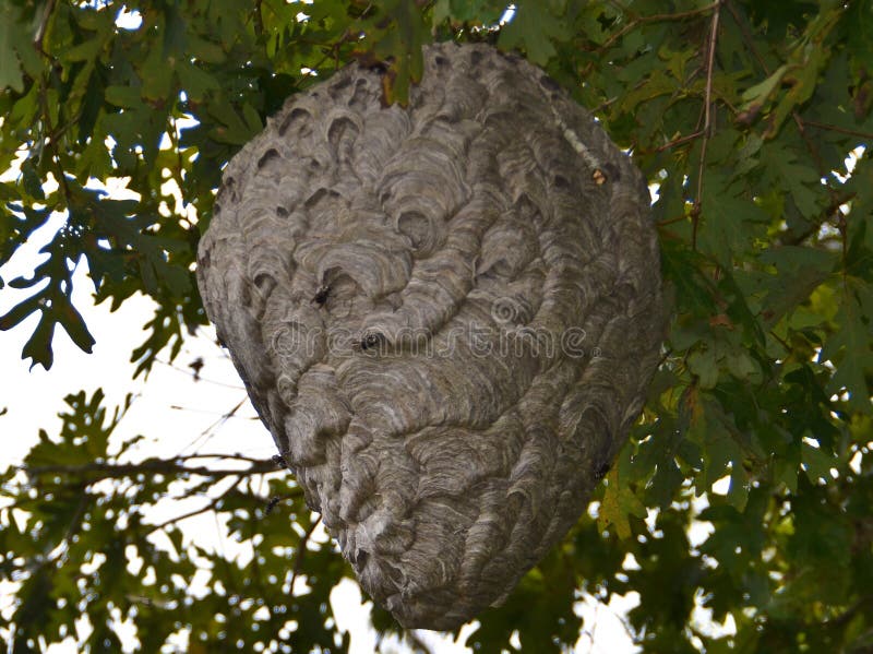 Hornet Nest