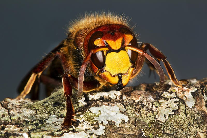 Hornet, vespa crabo, Adult, Normandy