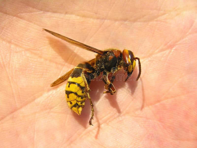 Hornet (Vespa crabro)