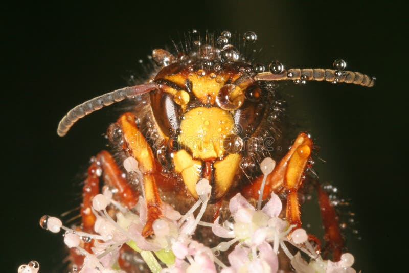 Hornet (Vespa crabro)