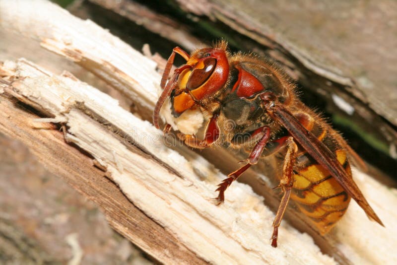 Hornet (Vespa crabro)