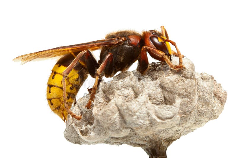 Hornet on vespiary