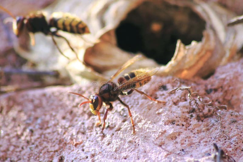 Hornisse flies out of the nest, which was built into house wall. royalty free stock photos Hornisse flies out of the nest, which was built into house wall. royalty free stock photos
