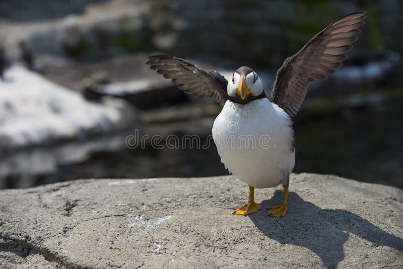Hornlundvogel stockbild Hornlundvogel stockbild