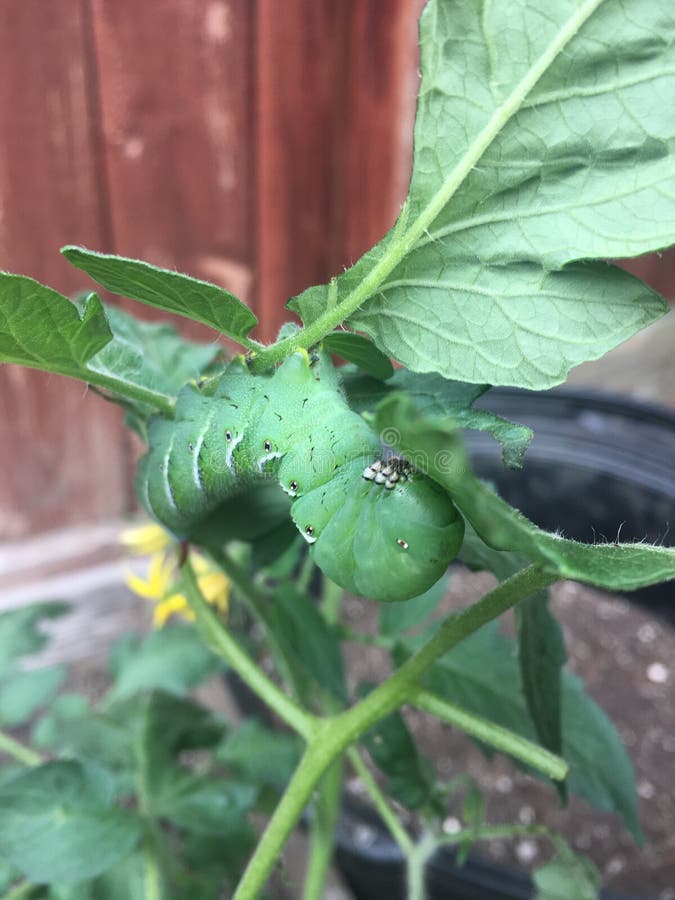 download tomato horn worms download tomato horn worms