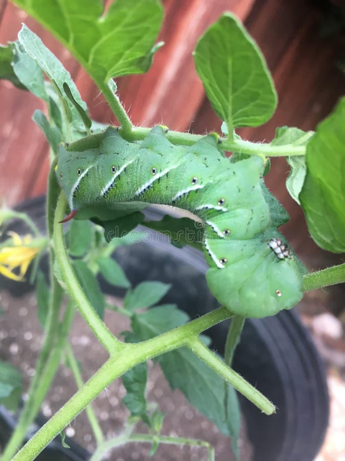 Hornworm on a Tomato Plant stock image. Image of quinquemaculata 79347943