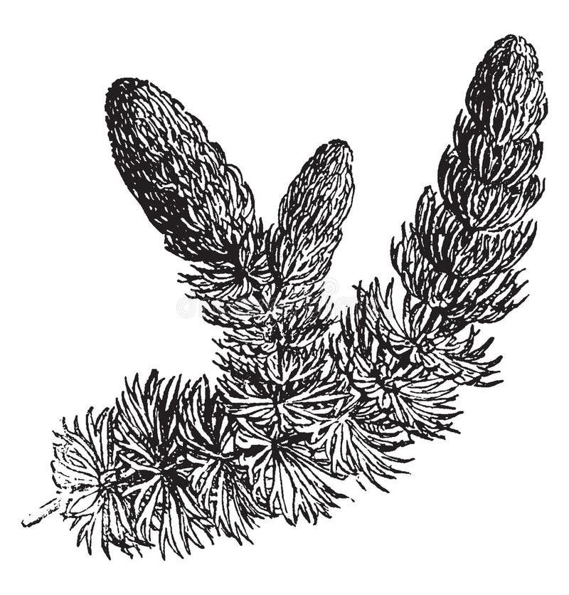 Hornwort vintage illustration