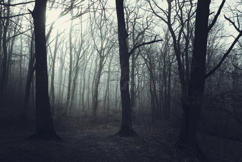 Horror Trees in Foggy Forest Stock Image - Image of mood, mystic: 113612779