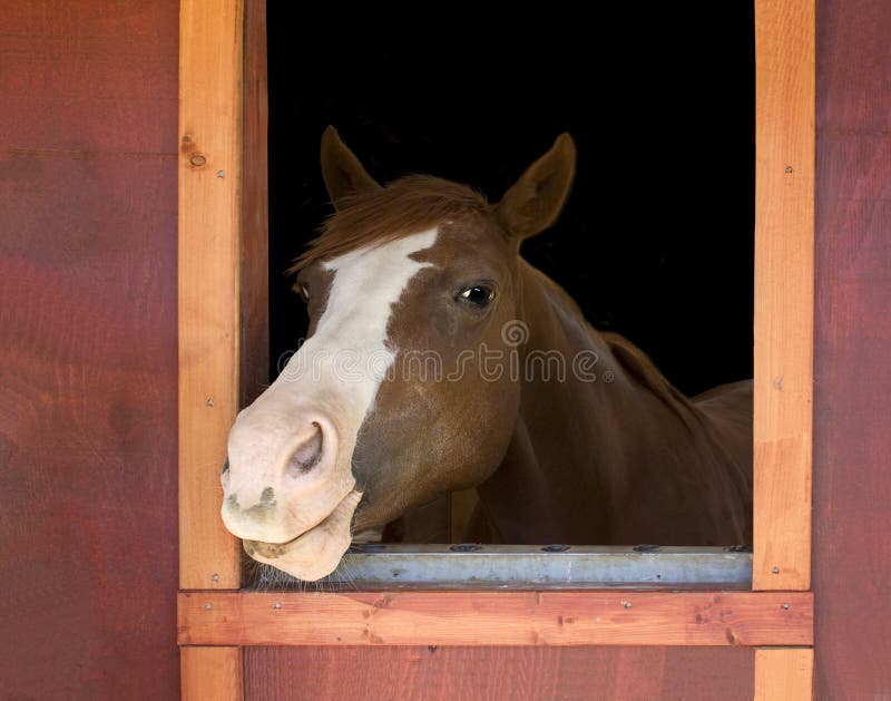 259 Horse Looking Out Barn Window Stock Photos Free & RoyaltyFree