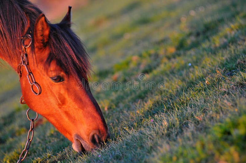 Horse stock image. Image of field, nature, domestic, eating 10605169