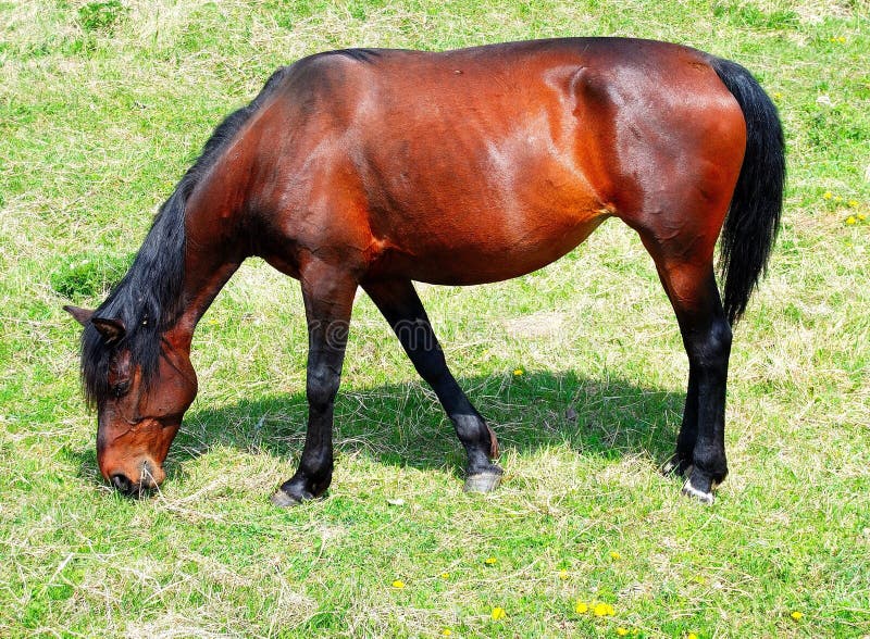 Horse, sweaty after a run. stock photo. Image of ridden 910020