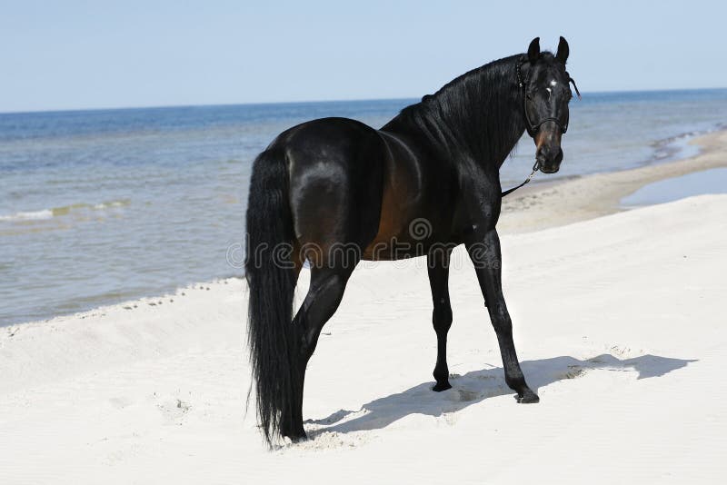 A beautyful stallion standing freely on the beach. Bay arabian stallion rearing stock images, royalty-free photos and pictures