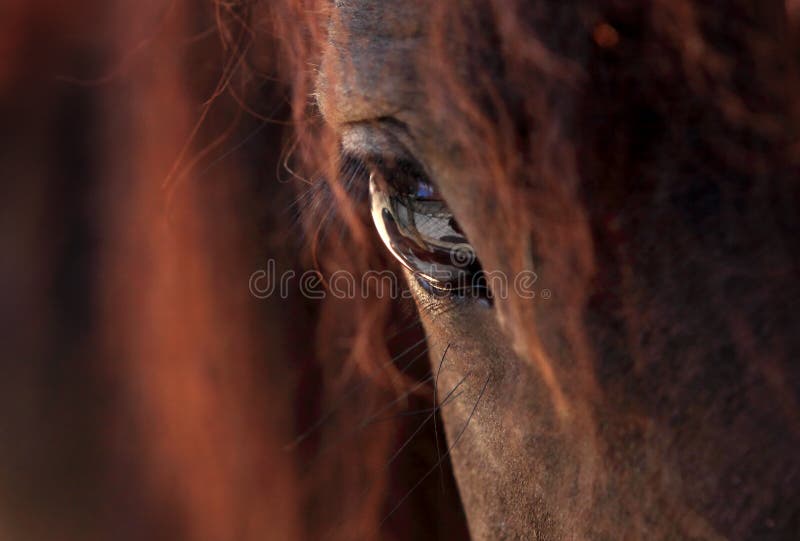 Detailní a krásné snímky zblízka koně oko zaměření na žáka.