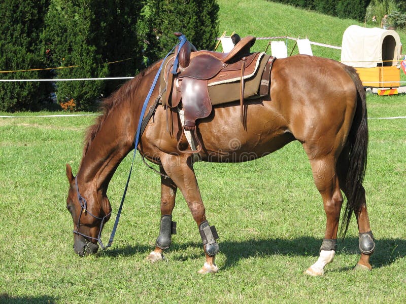 French Saddle Horse stock image. Image of nature, equestrian 6671867