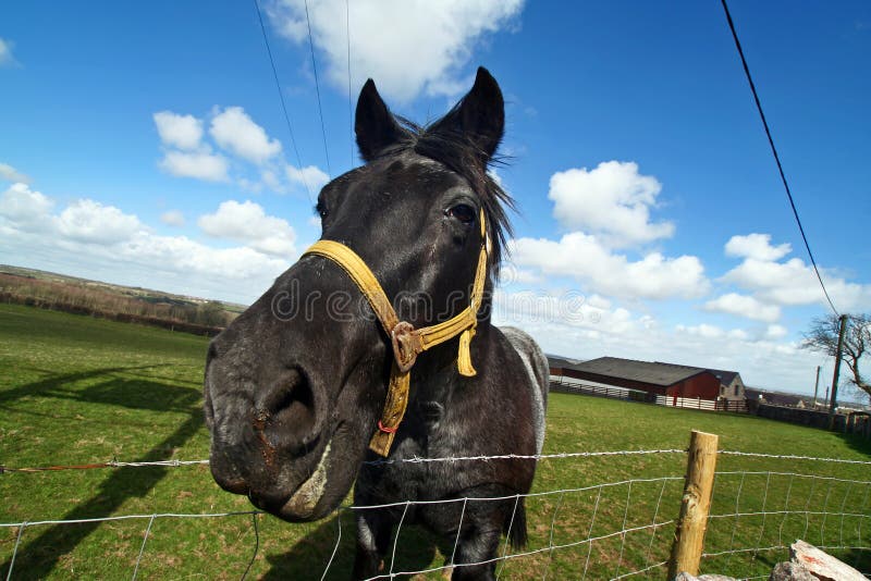 White Female Horse Standing Behind the Barbed Wire Fence Stock Photo