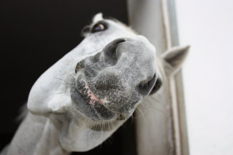 Horse nose stock image. Image of humor, nose, perspective 5430211