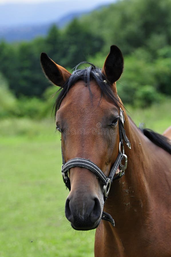 HORSE royalty free stock images