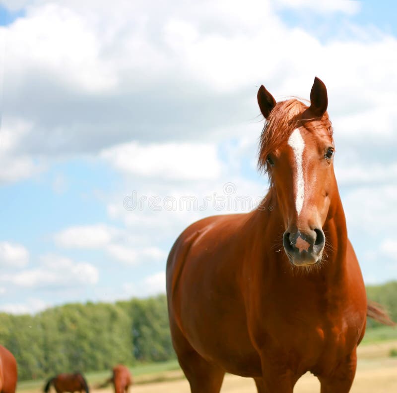 Horse royalty free stock image