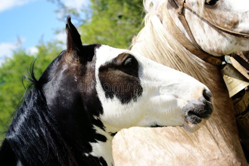 Nero e del cavallo Bianco con macchia nell'occhio.