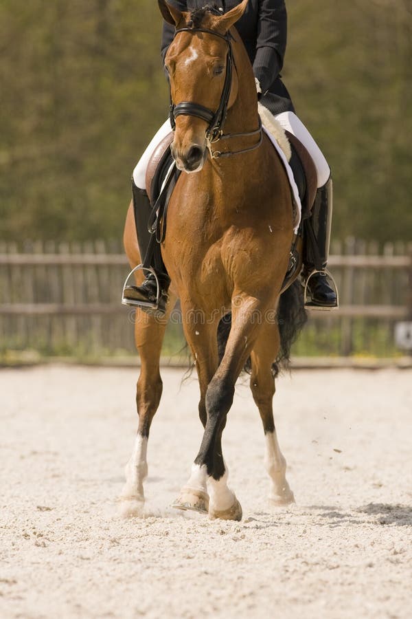 Entrenamiento de caballos un caballo ejecución medio atropellar.