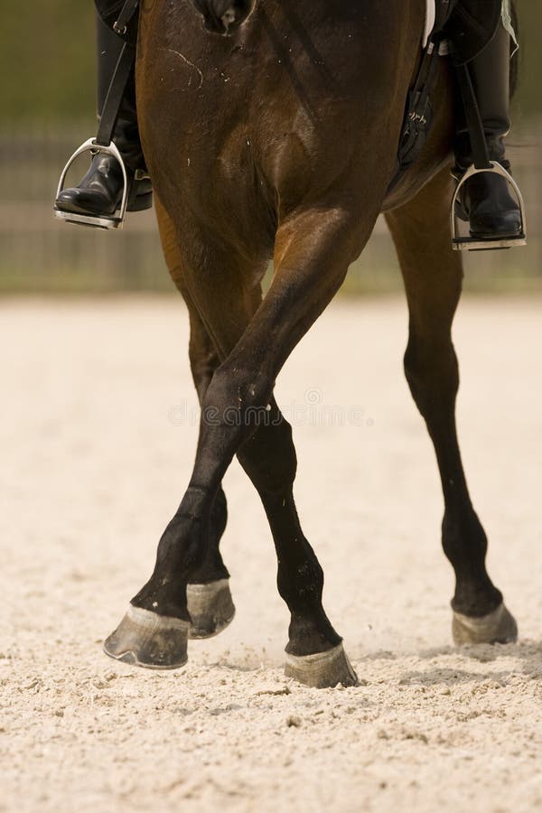 Entrenamiento de caballos un caballo ejecución medio atropellar.